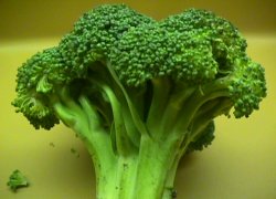 [broccoli.jpeg]