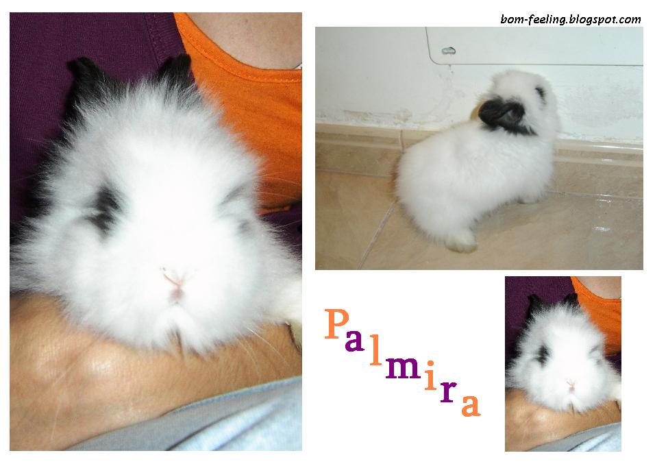 [montagem+Palmira+coelho-anão+rabbit.JPG]