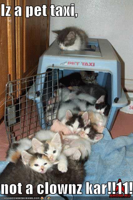 [funny-pictures-kittens-pet-taxi.jpg]