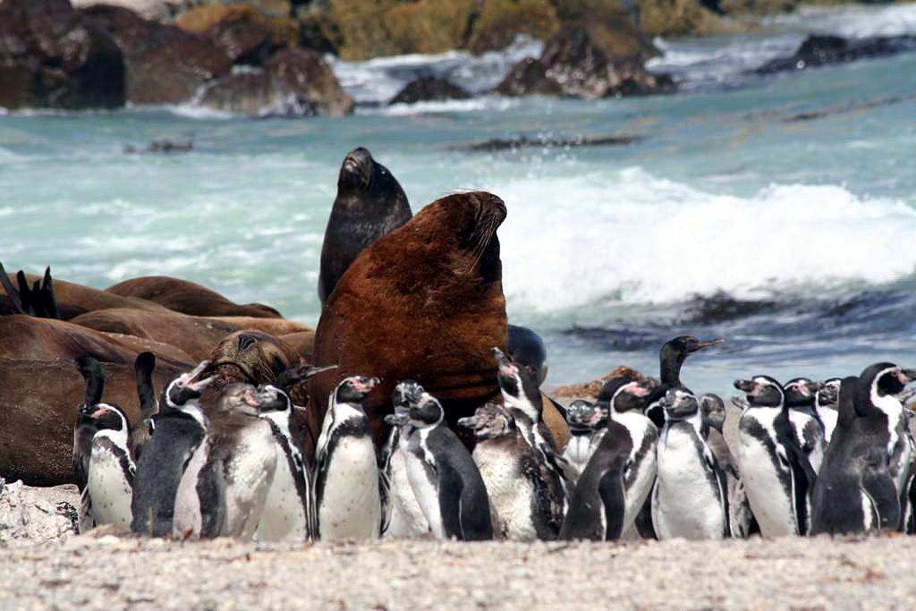[25+April+Sea+lion+and+penguins+at+the+beach.JPG]