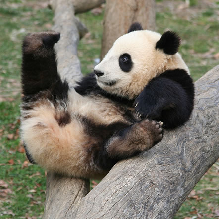 [baby+panda.jpg]