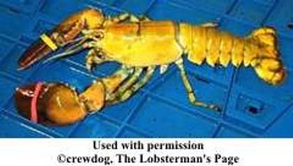 [lobster+yellow.jpg]