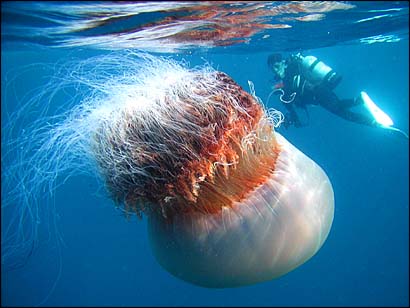 [jellyfish+giant2.jpg]