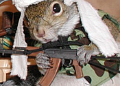 [squirrel+spy.jpg]