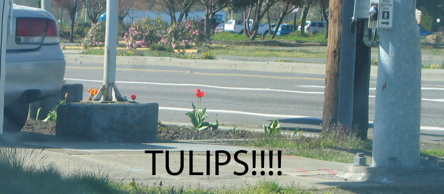 [tulips1.jpg]