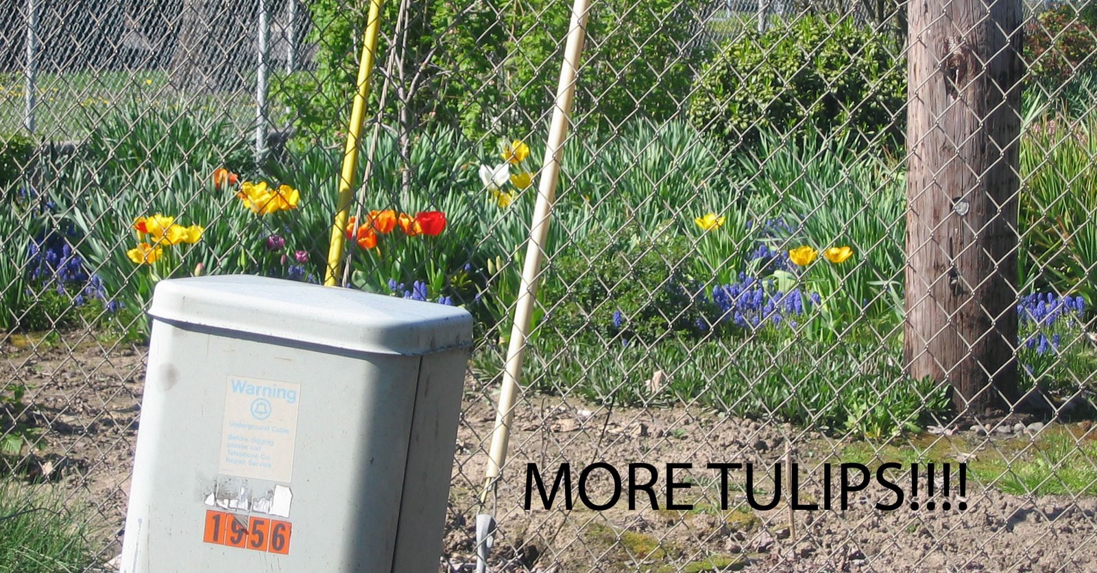 [more+tulips.jpg]