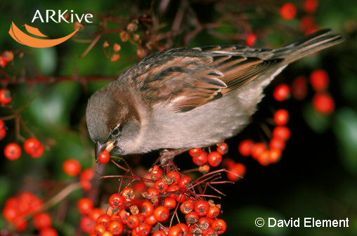 [Sparrow-feeding-on-berries.jpg]