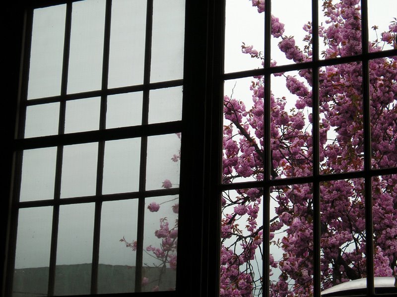 [cherry_blossoms.jpg]