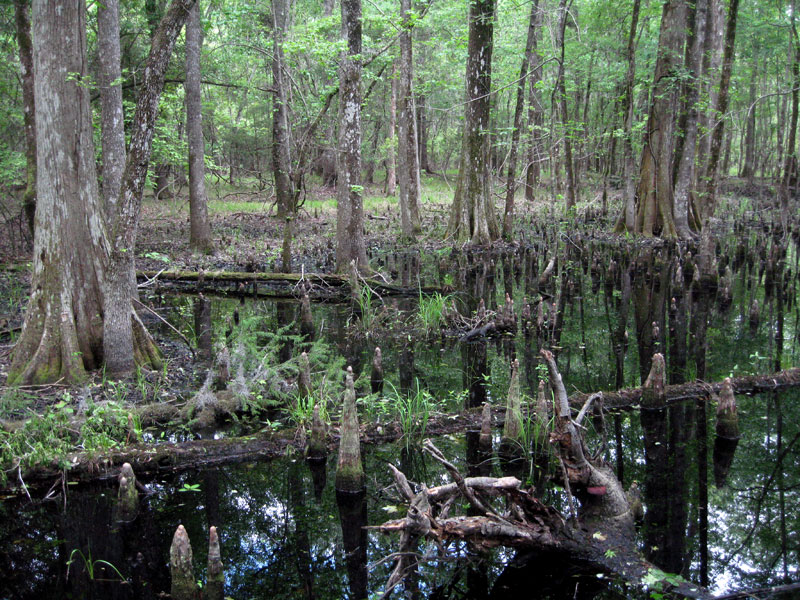 [cypress-swamp-1.jpg]