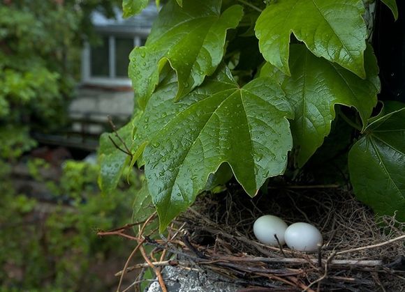 [mourning-dove-eggs_580x435.jpg]
