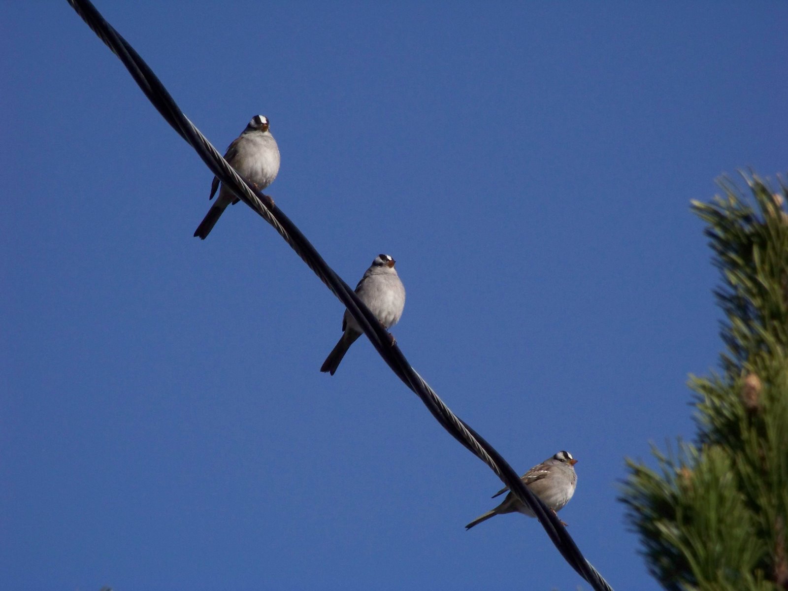[Sparrows+001.jpg]
