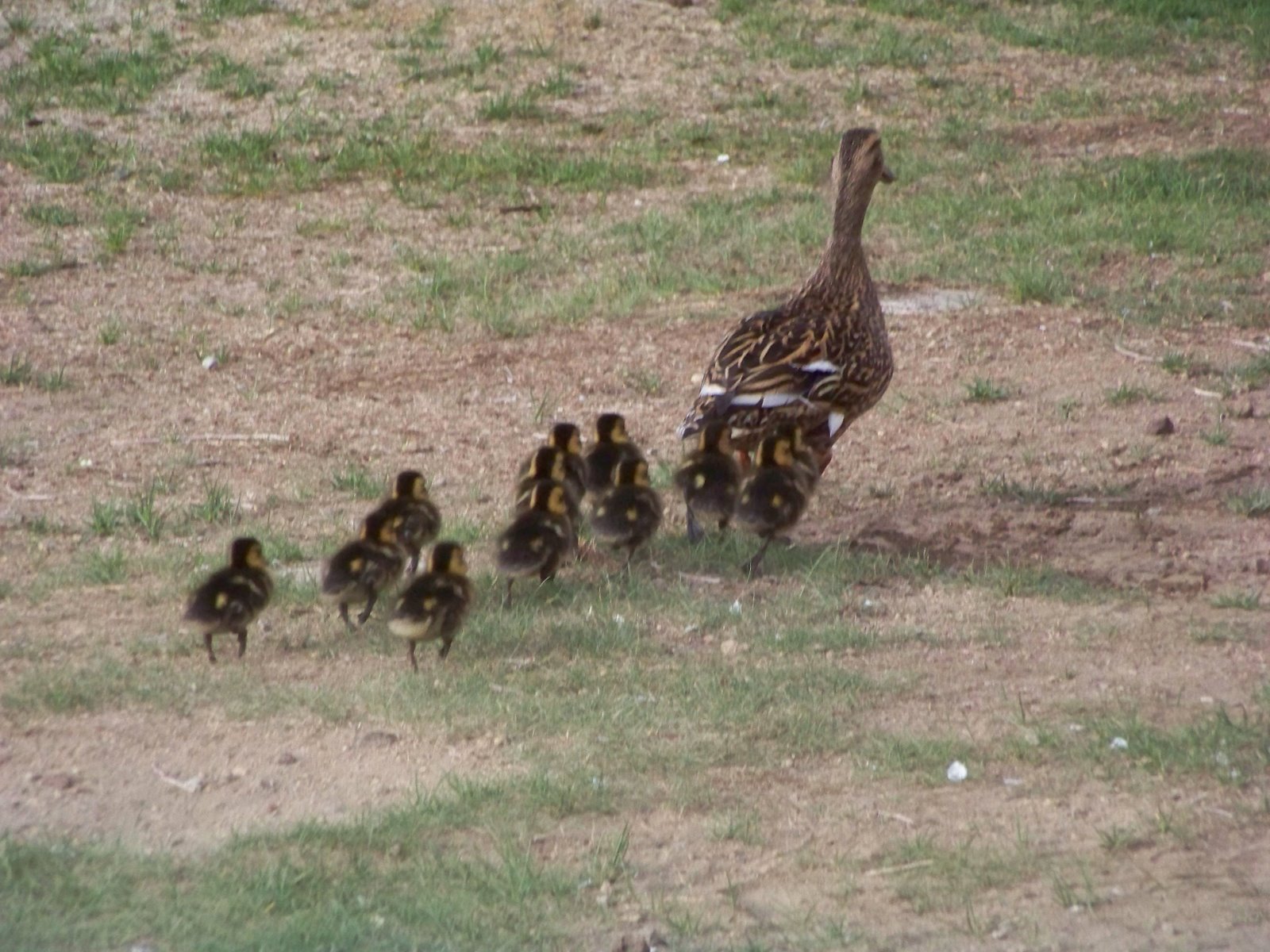[Ducks+with+young+020.jpg]