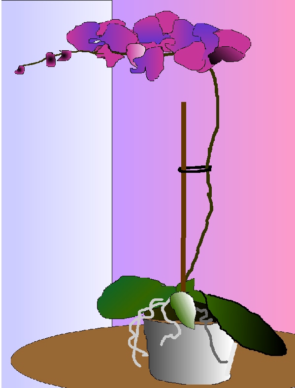 [FloweringOrchids.jpg]