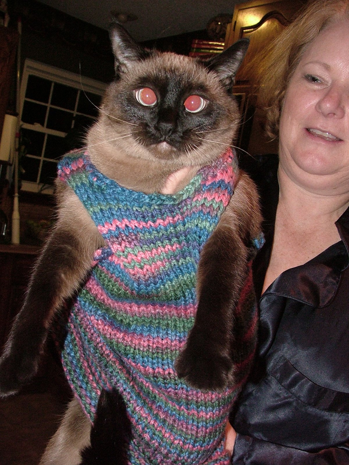 [cat+in+dress+1.jpg]