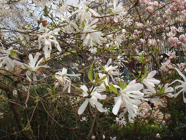 [magnolia+stelata.jpg]
