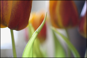[tulips_by_herbstkind.jpg]