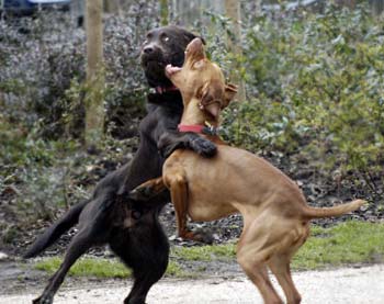 [dogs-fighting.jpg]