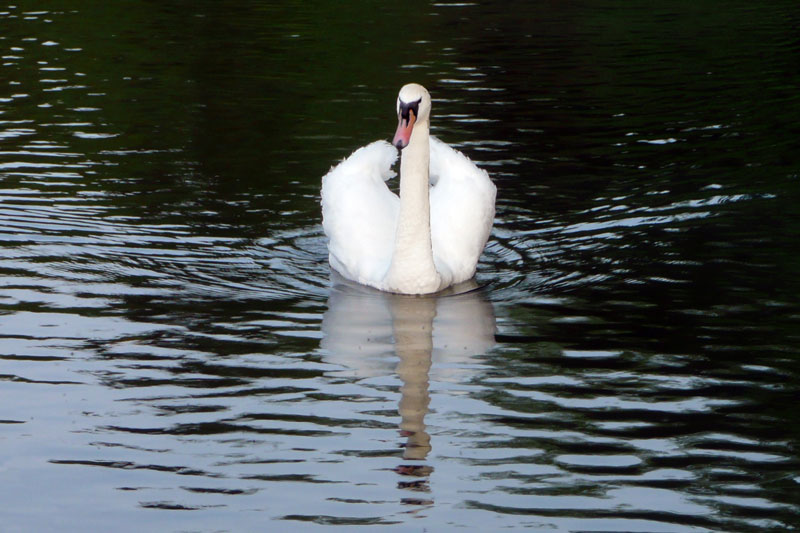 [Swan.jpg]