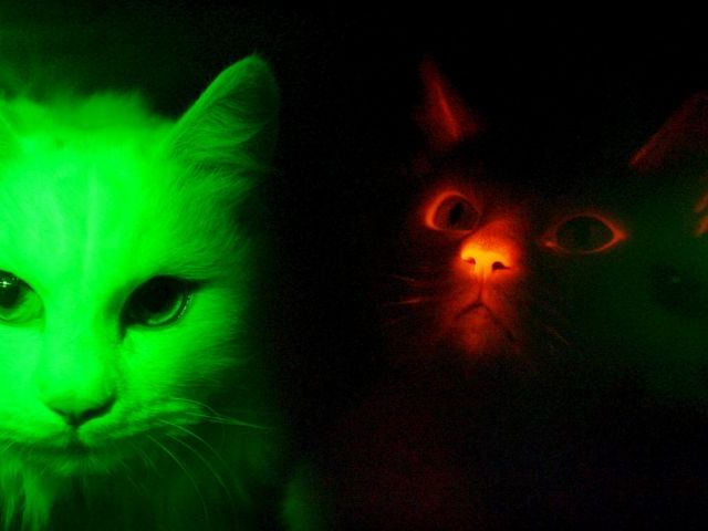 [gatos+fluorescentes.jpg]