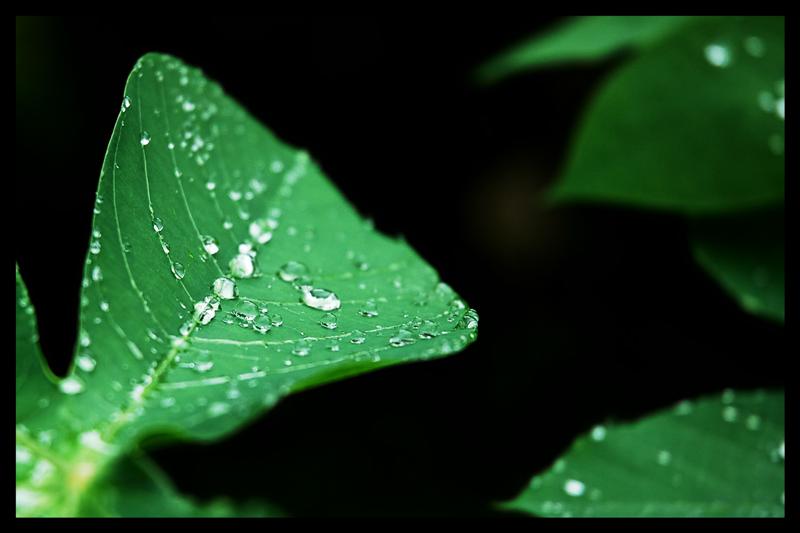 [Leaf+water+drops+(Medium).jpg]