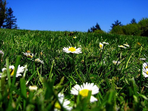 [beautiful+day+daisies+in+field.jpg]