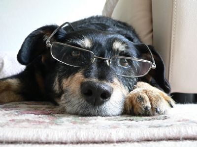 [dog wearing glasses.jpg]
