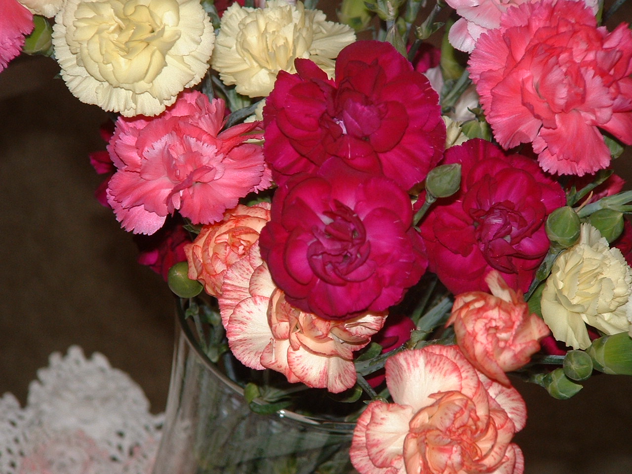 [carnations+001.jpg]