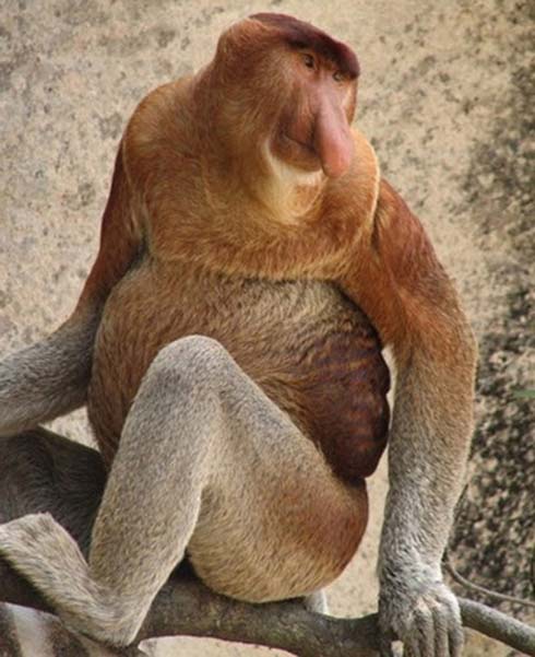 [Proboscis-Monkey-Adult.jpg]