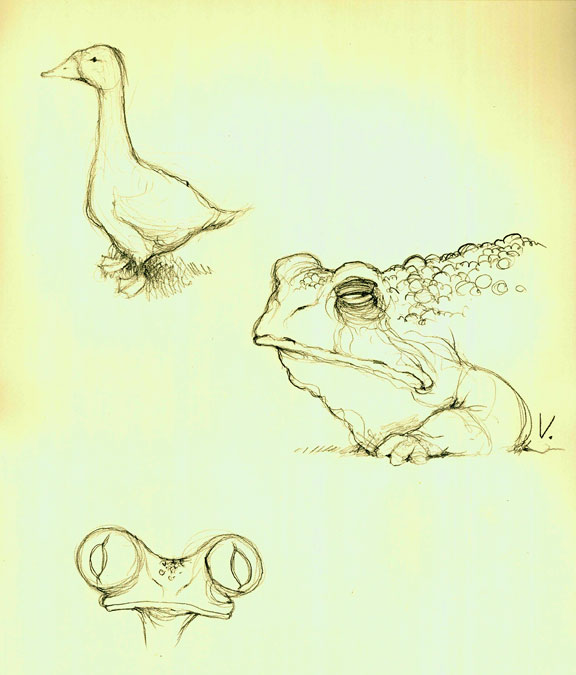 [frog.toad.goose.s.w.jpg]