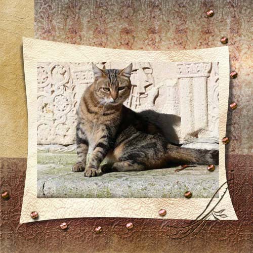 [DSP+Torcello+cat.jpg]