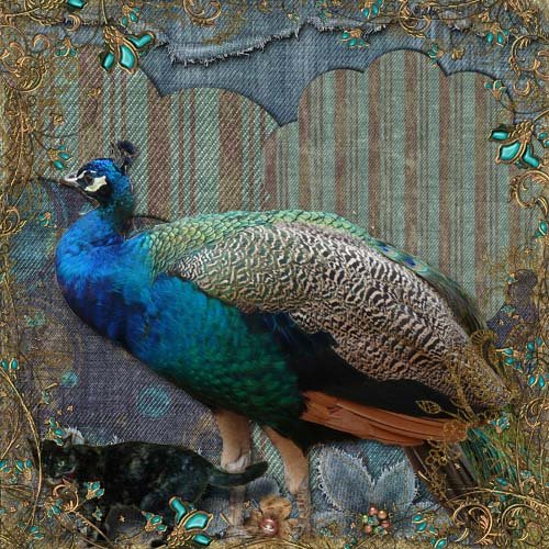 [DSP+peacock.jpg]