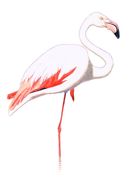 [flamingÃ³.jpg]