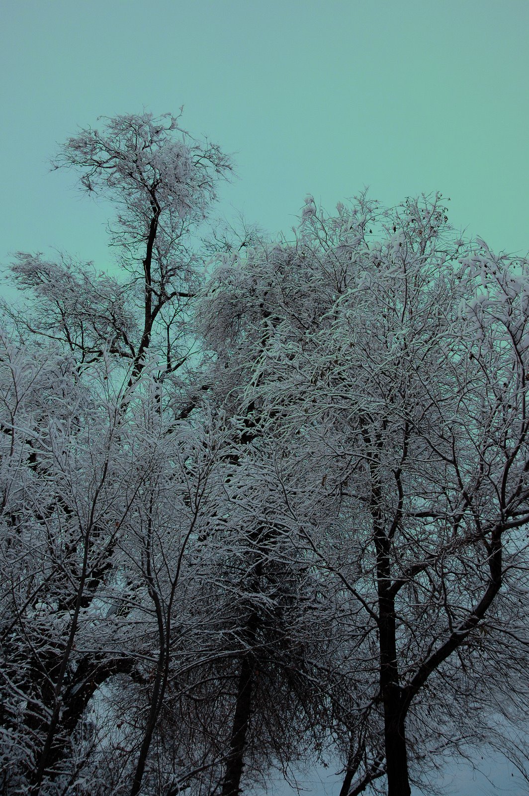 [winter+branches.jpg]