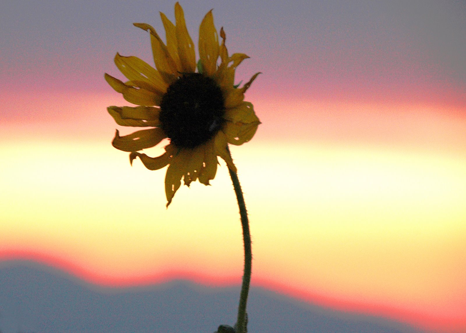 [sunflower+sunset.jpg]