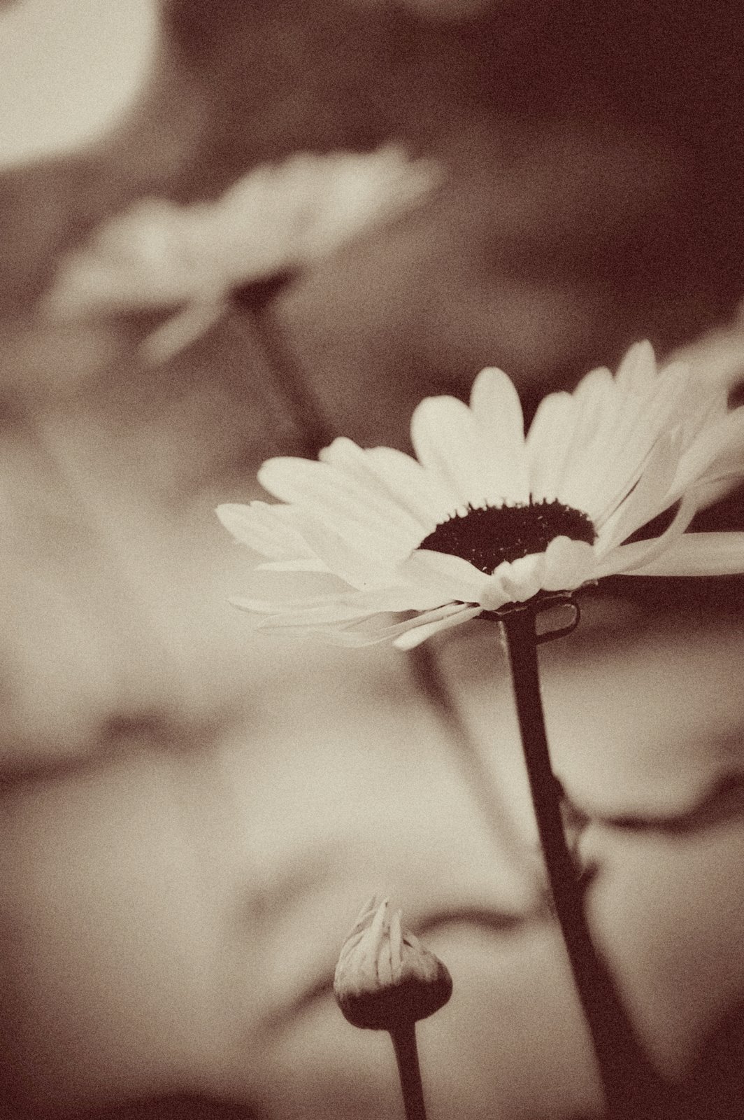 [vintage+daisy.jpg]