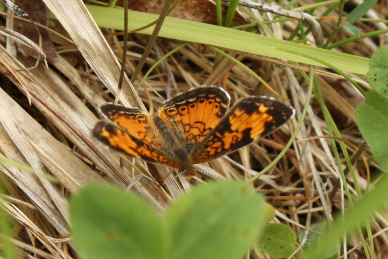 [Phyciodes+cocyta+-+Northern+Crescent+butterfly+-+5.JPG]