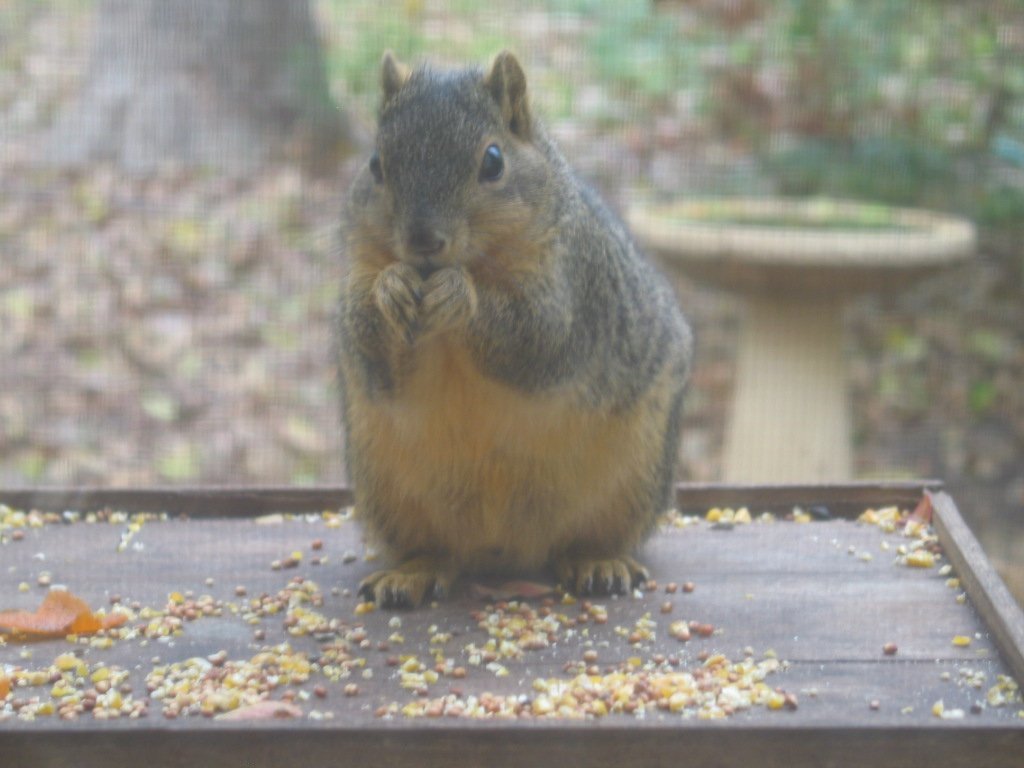 [FAT_squirrel.jpg]
