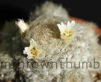 Mammillaria plumosa-Feather Cactus