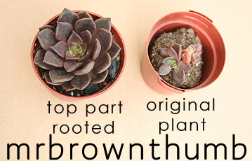 [Echeveria+Rooted+Rosette+And+New+Growth.jpg]