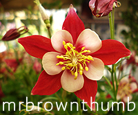 [Red+and+Pink+Columbine+Flower.jpg]