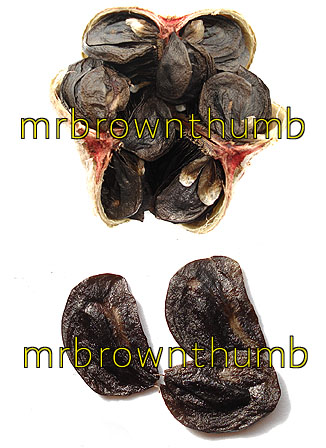  Amaryllis Seed And Seed Pod 