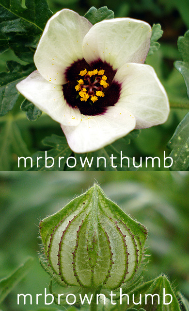 Hibiscus Trionum Flower-Of-An-Hour