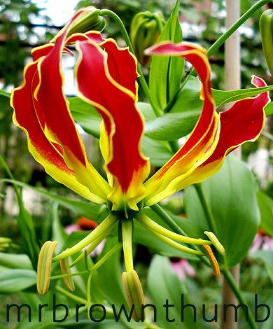 Gloriosa superba 'Rothschildiana' Climbing Lily