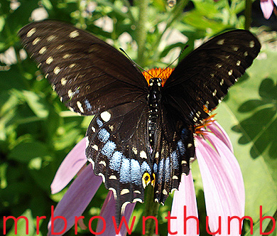 Black Swallowtail butterfly Papilio polyxenes