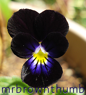 viola cornuta bowles black, black violet