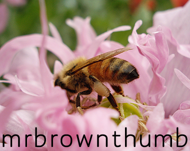 Honey Bee pollinating poppy flower, Urban gardening, Apiary, Chicago