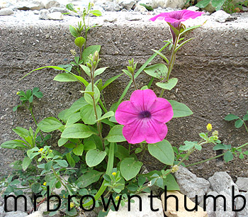 Petunia, Annual with Weeds, Blog Action Day