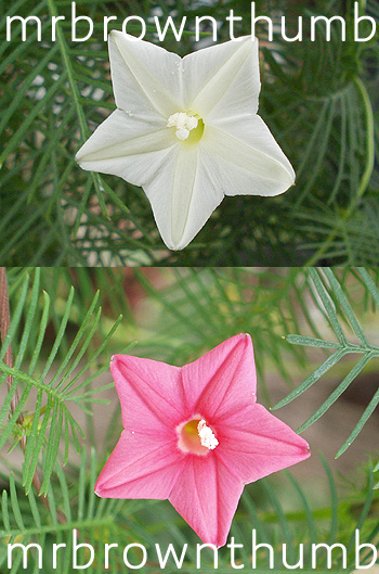 Pink And White Cypress Vine flowers, Ipomoea quamoclit, Cypress Vine Cardinal Vine, Urban Garden