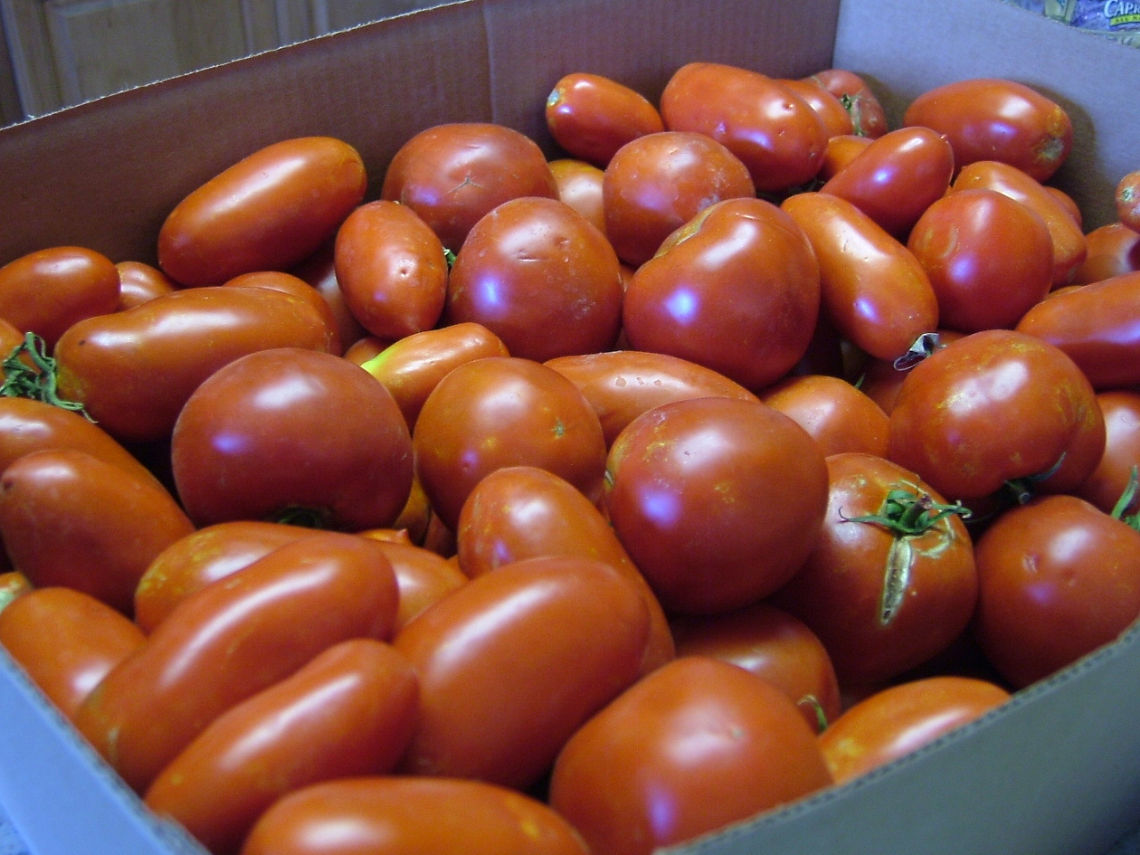 [Tomatoes1.JPG]