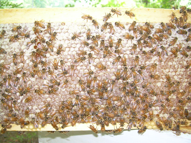 [Bees1.jpg]